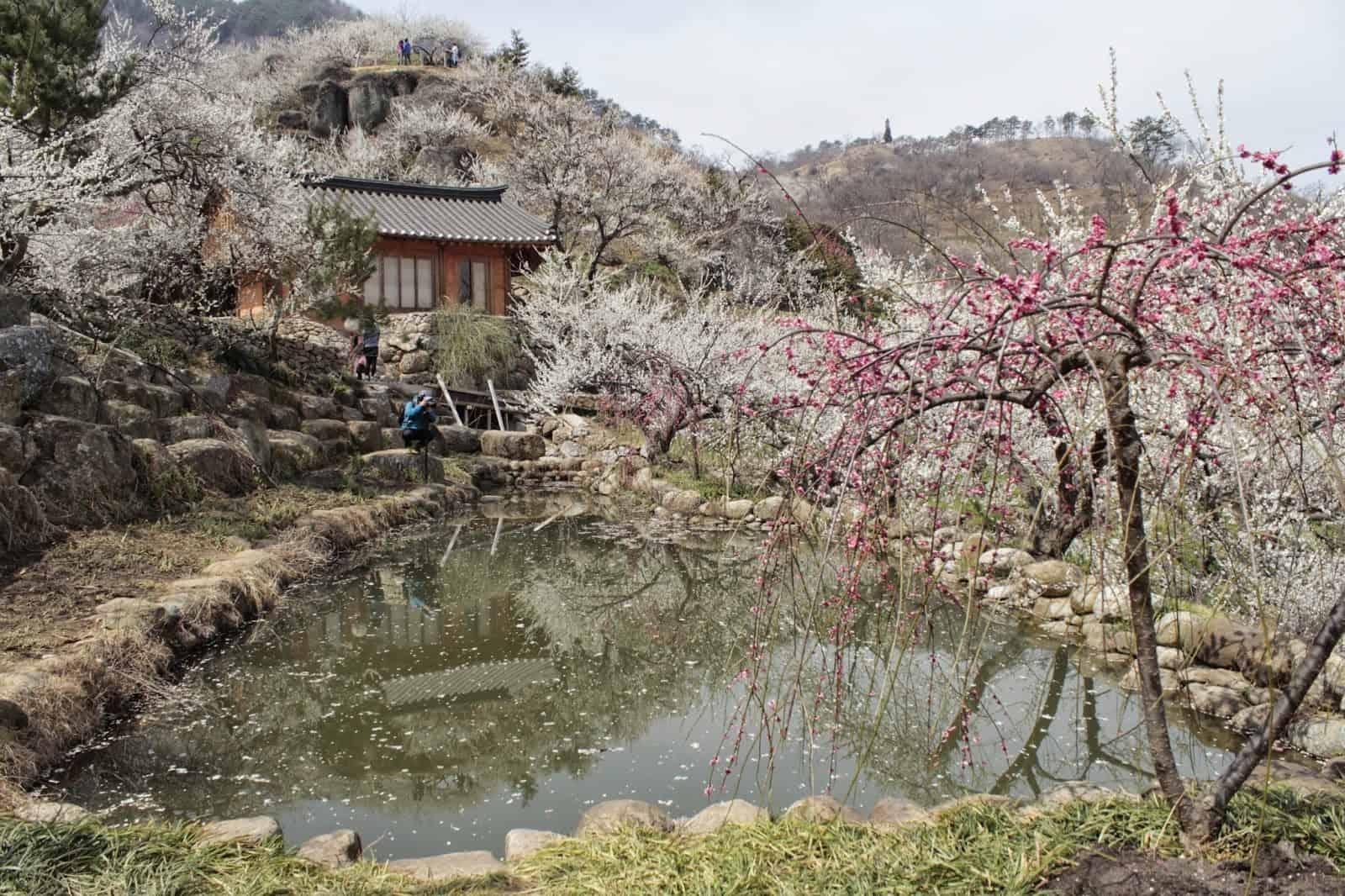  Ngắm lễ hội hoa mơ Gwangyang: Kết nối trọn vẹn cùng EZSim 1